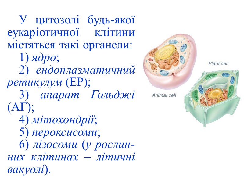 У цитозолі будь-якої еукаріотичної клітини містяться такі органели: 1) ядро; 2) ендоплазматичний ретикулум (ЕР);